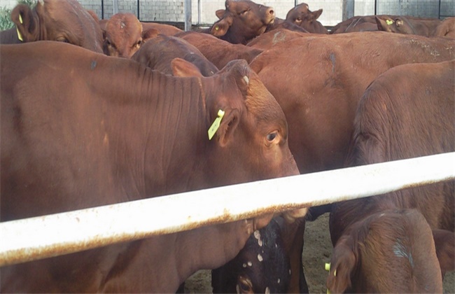 无公害肉牛养殖技术