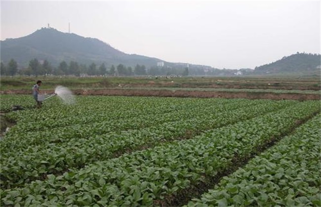 农作物高温热害怎么预防