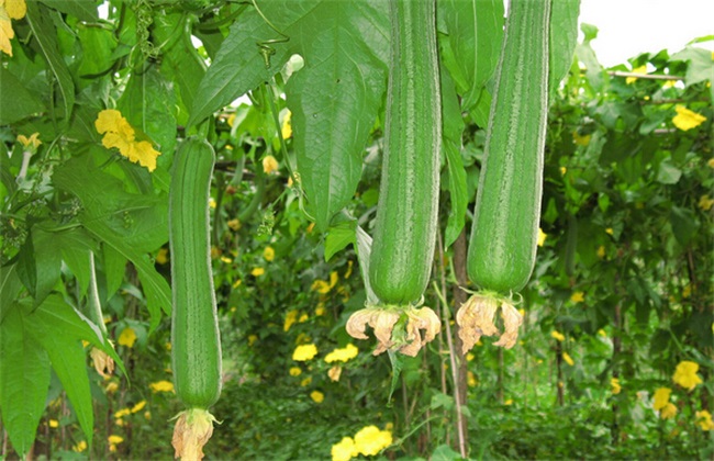 如何使蔬菜远离肥料污染