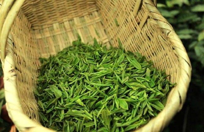 茶叶的品种简介及图片大全
