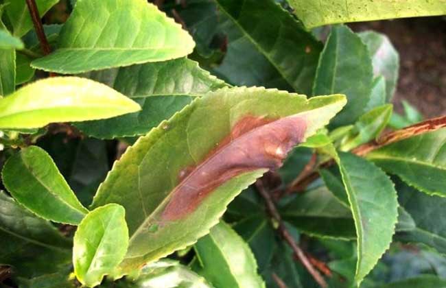 茶赤叶斑病怎么防治？