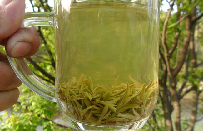 信阳毛尖属于什么茶？