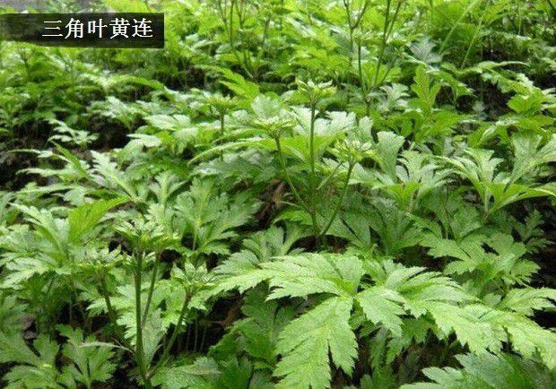 黄连套种玉米方法