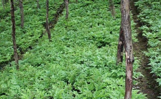怎样选择适宜黄连的种植地？