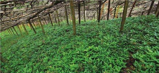 怎样选择适宜黄连的种植地？