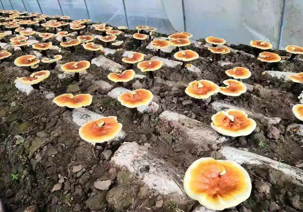 怎么用桑枝栽培灵芝？