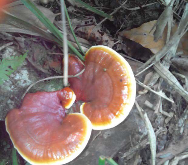 灵芝及灵芝孢子含哪些化学成分？