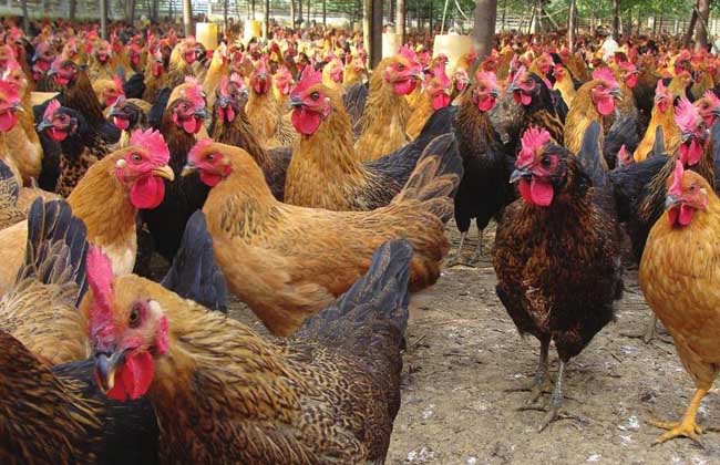 养鸡场消毒方法