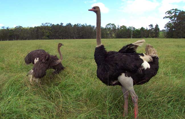 鸵鸟的常见病及防治