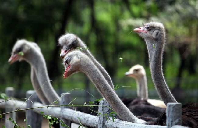 养鸵鸟需要办什么证?