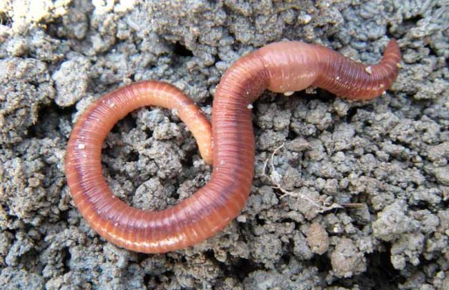 养蚯蚓赚钱吗？