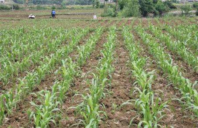 高粱的田间管理要点