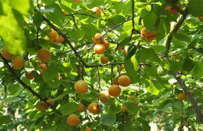 杏树种植技术大全_想种菜农业网
