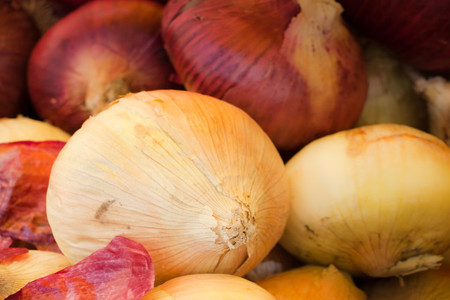 洋葱发芽了怎么种盆栽